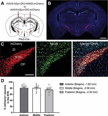 Frontiers | Chemogenetic Suppression of the Subthalamic Nucleus